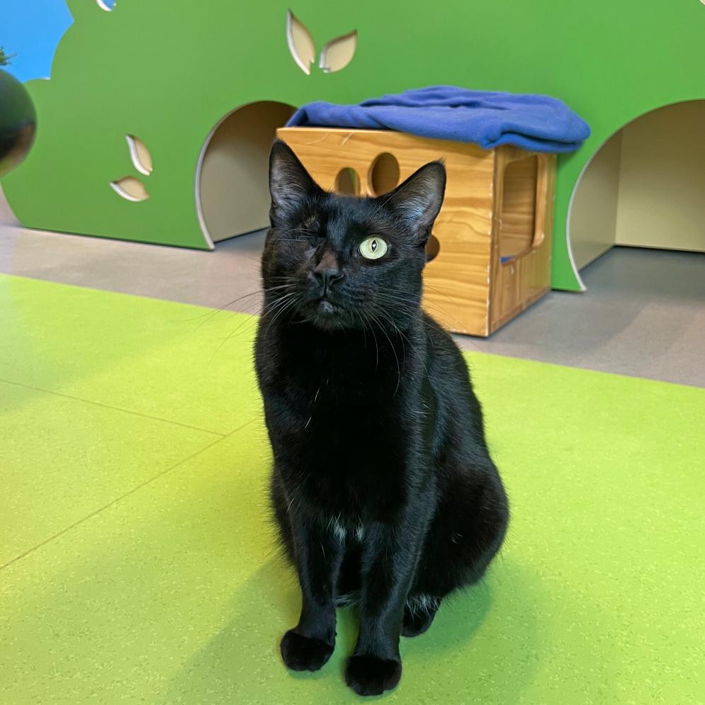 Rosie, Adoptable, Adult Female Domestic Short Hair.