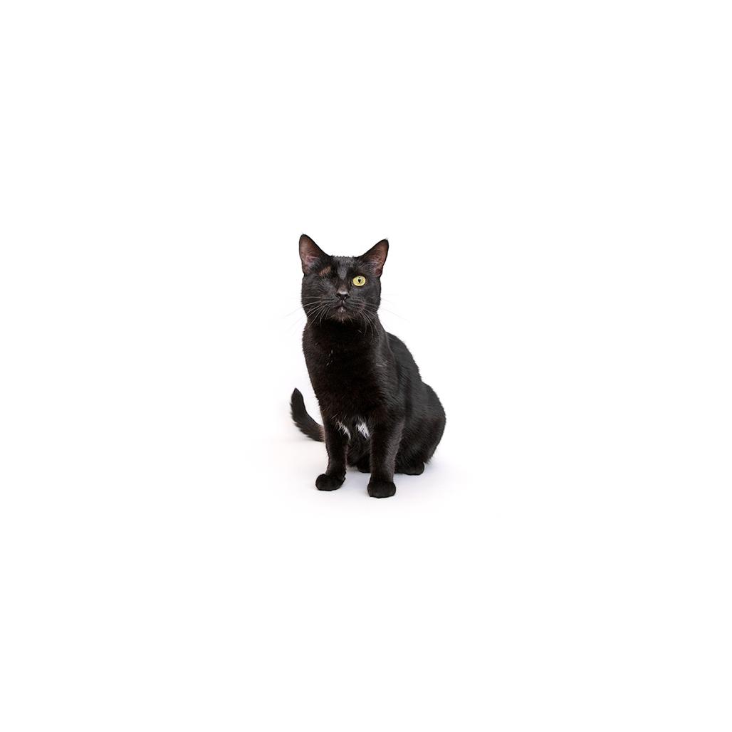 Enlarge Rosie, a Adoptable Domestic Short Hair in Playa Vista, CA image 1/3
