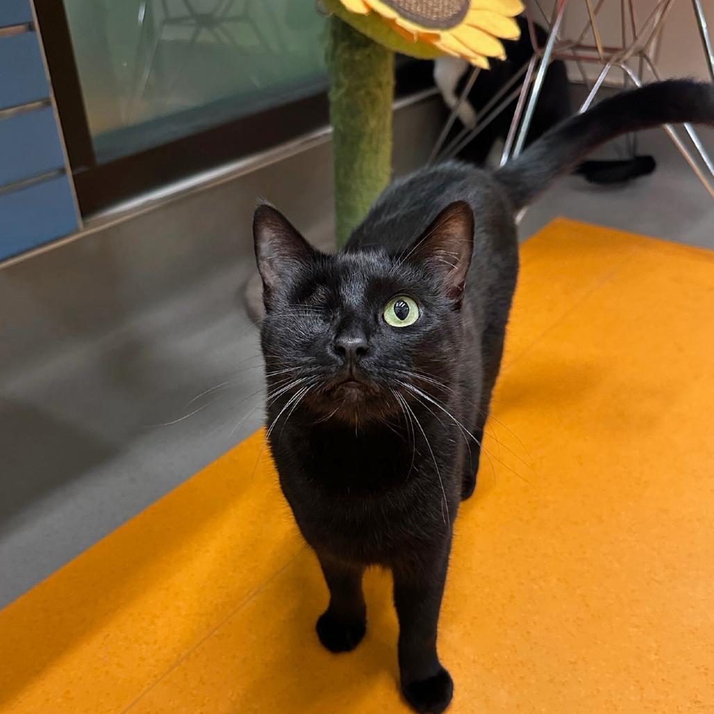 Enlarge Rosie, a Adoptable Domestic Short Hair in Playa Vista, CA image 2/3