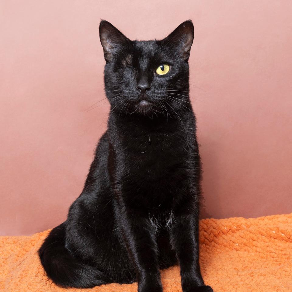 Enlarge Rosie, a Adoptable Domestic Short Hair in Playa Vista, CA image 3/3