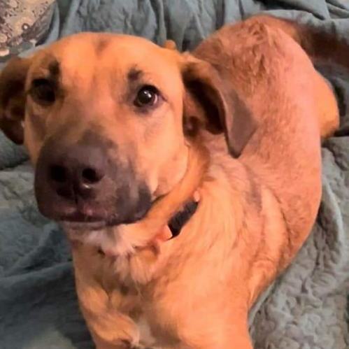 Bear, Adopted, Adult Male Shepherd.