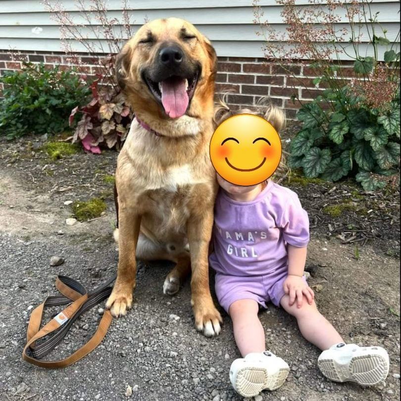 Bear, a Adopted mixed breed in Lafayette, TN image 2/5