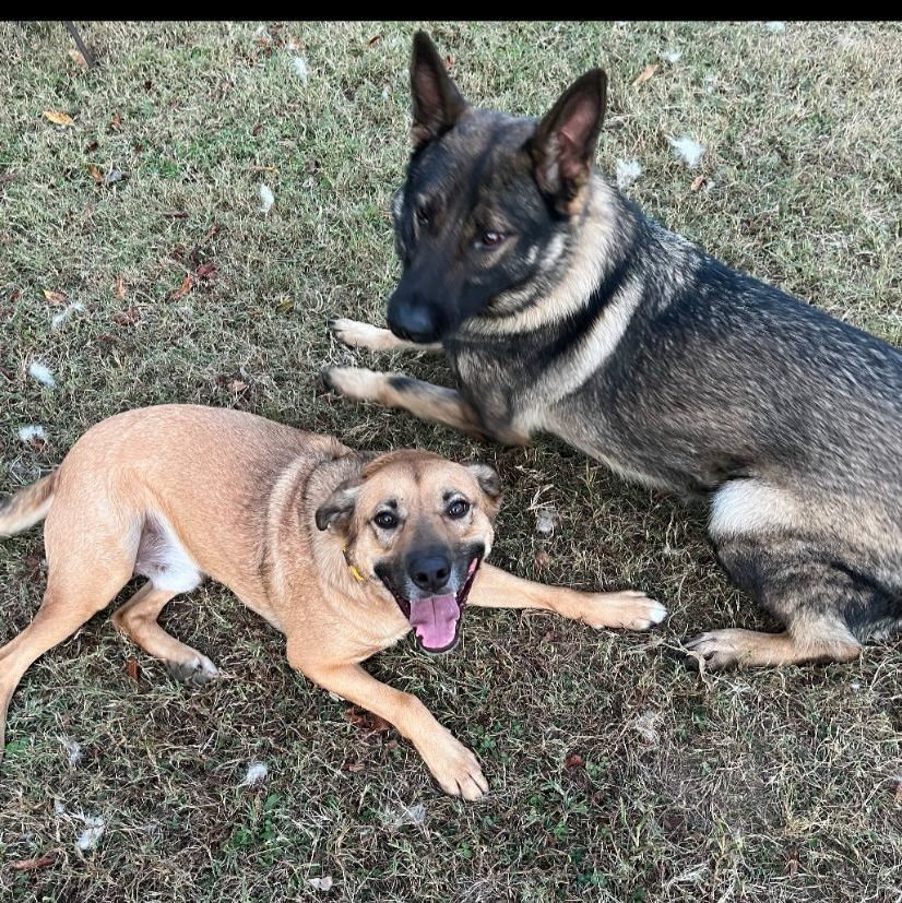 Bear, a Adopted mixed breed in Lafayette, TN image 3/5