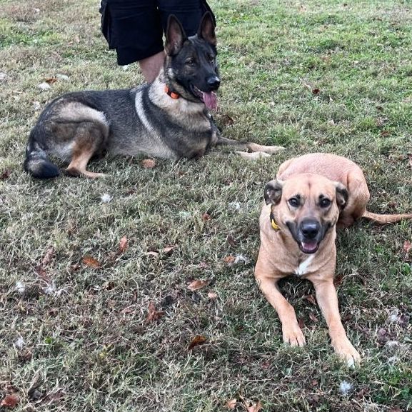 Bear, a Adopted mixed breed in Lafayette, TN image 4/5