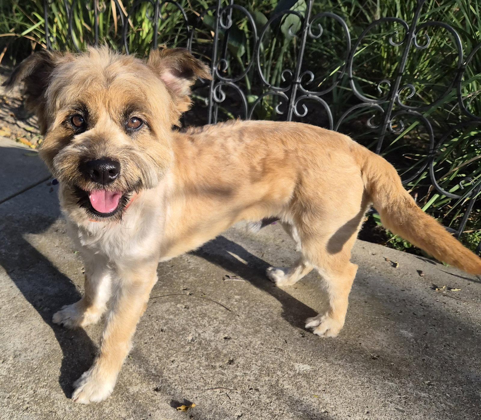 Jasper, a Adopted Wheaten Terrier in Los Angeles, CA image 1/3
