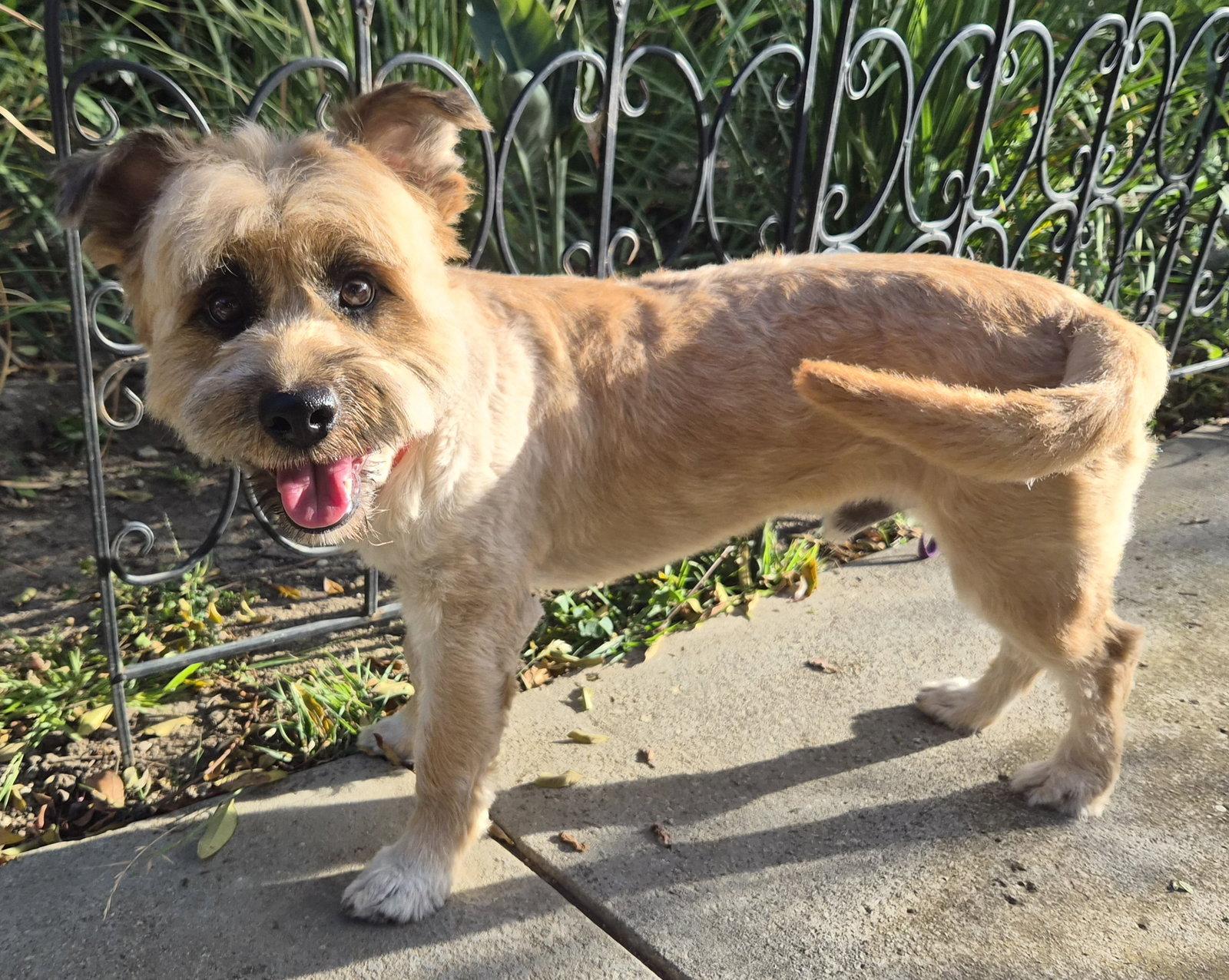 Jasper, a Adopted Wheaten Terrier in Los Angeles, CA image 3/3