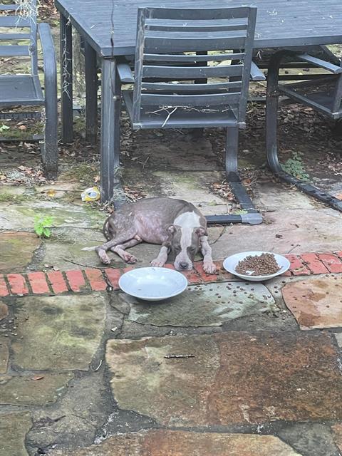 DOBBIE, Adoptable, Young Male American Bulldog & Mixed Breed.