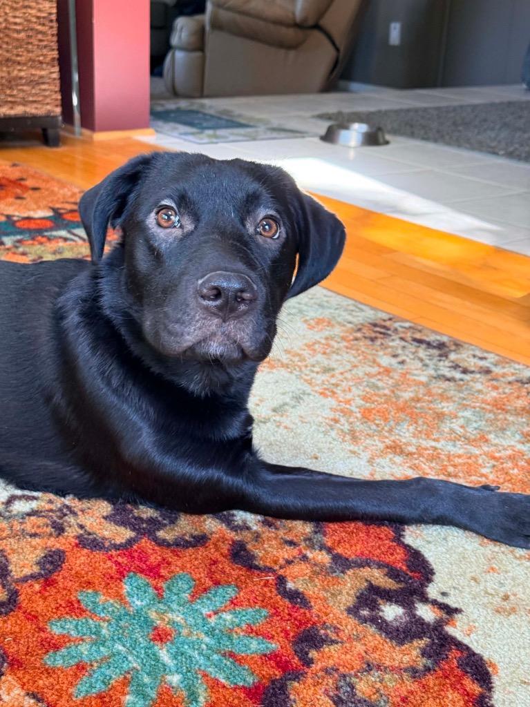 Bug, Adoptable, Young Male Labrador Retriever & Mixed Breed.