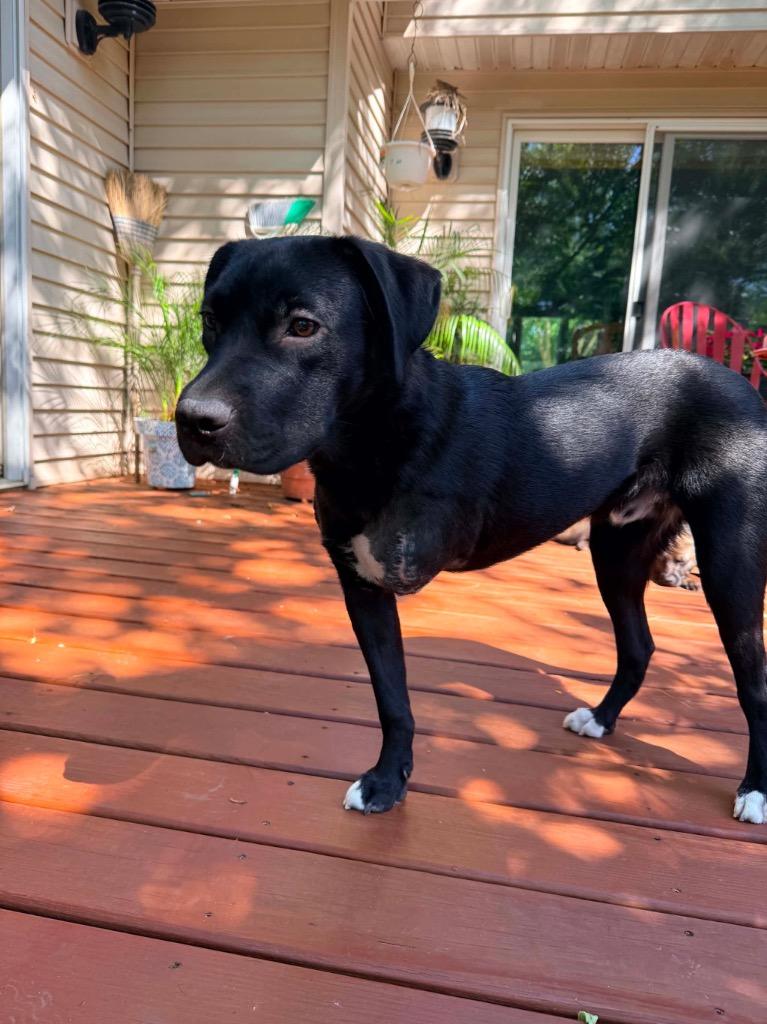 Bug, a Adoptable mixed breed in Urbandale, IA image 2/3