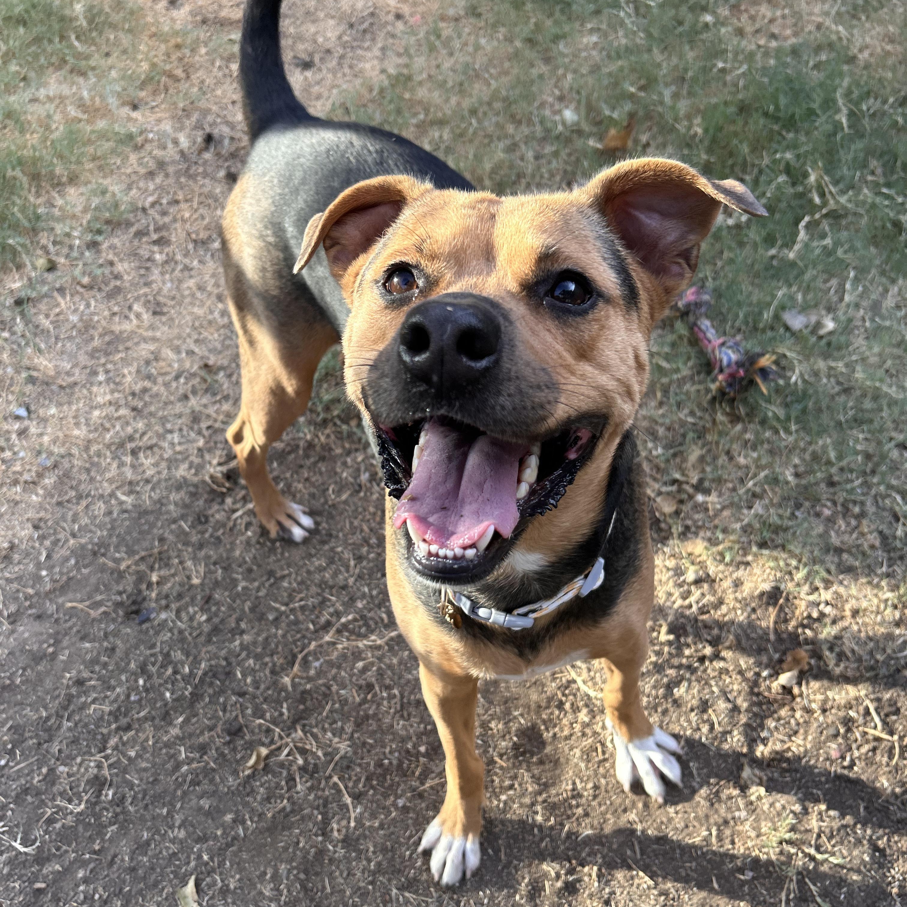 Brownie, Adoptable, Young Female Shepherd.