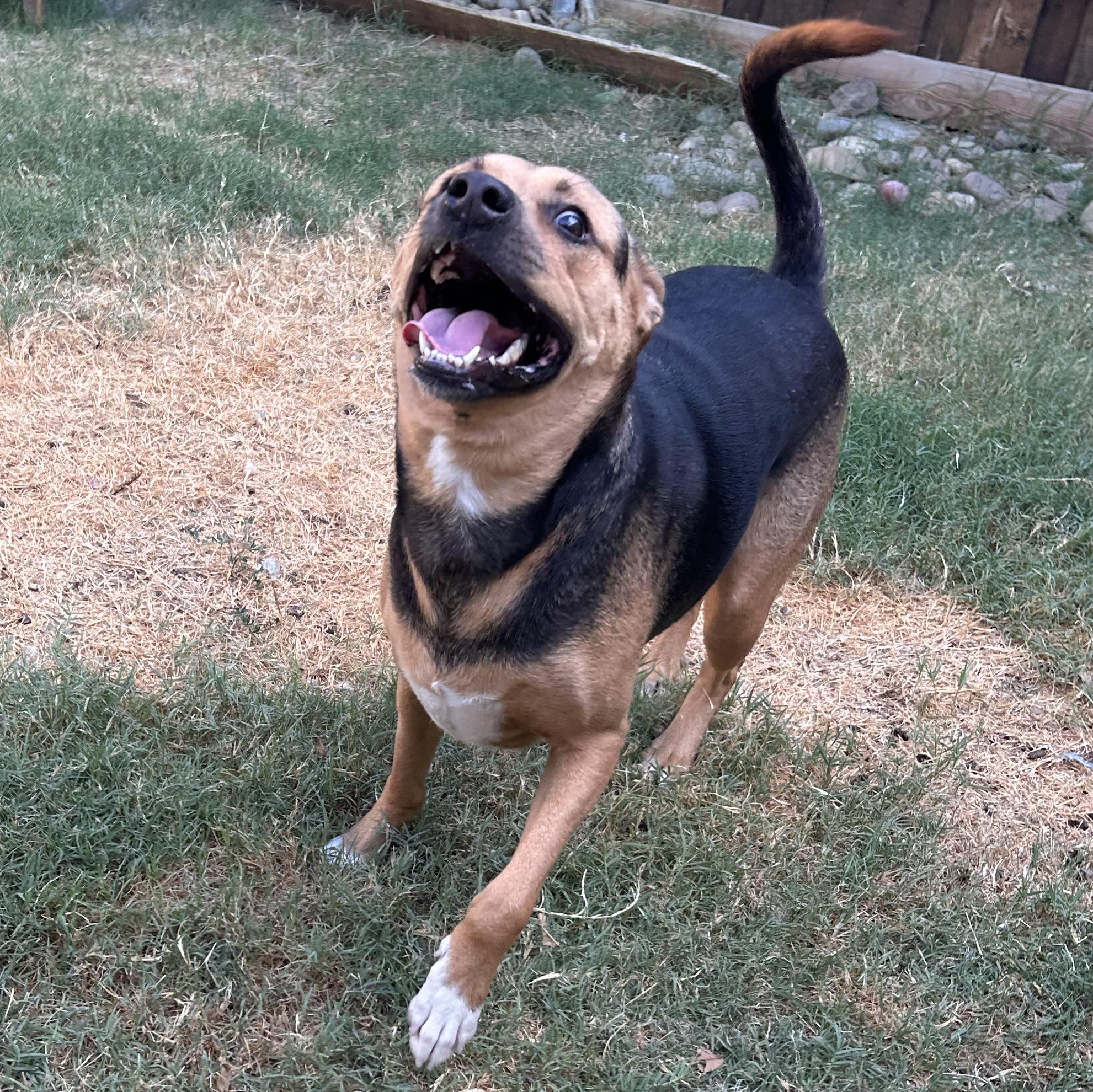 Enlarge Brownie, a Adoptable mixed breed in The Colony, TX image 5/6