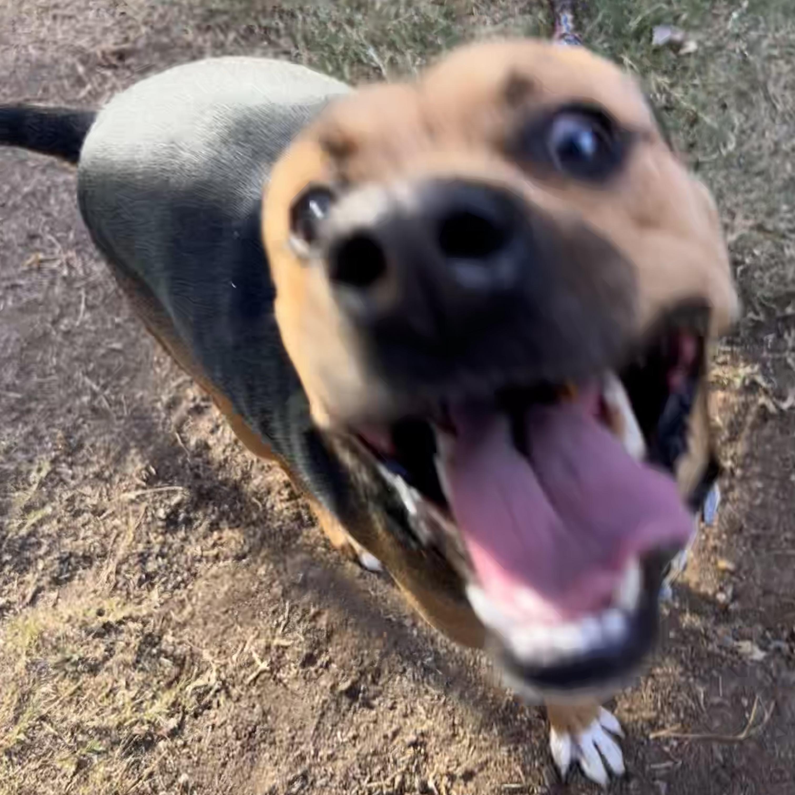 Enlarge Brownie, a Adoptable mixed breed in The Colony, TX image 2/6