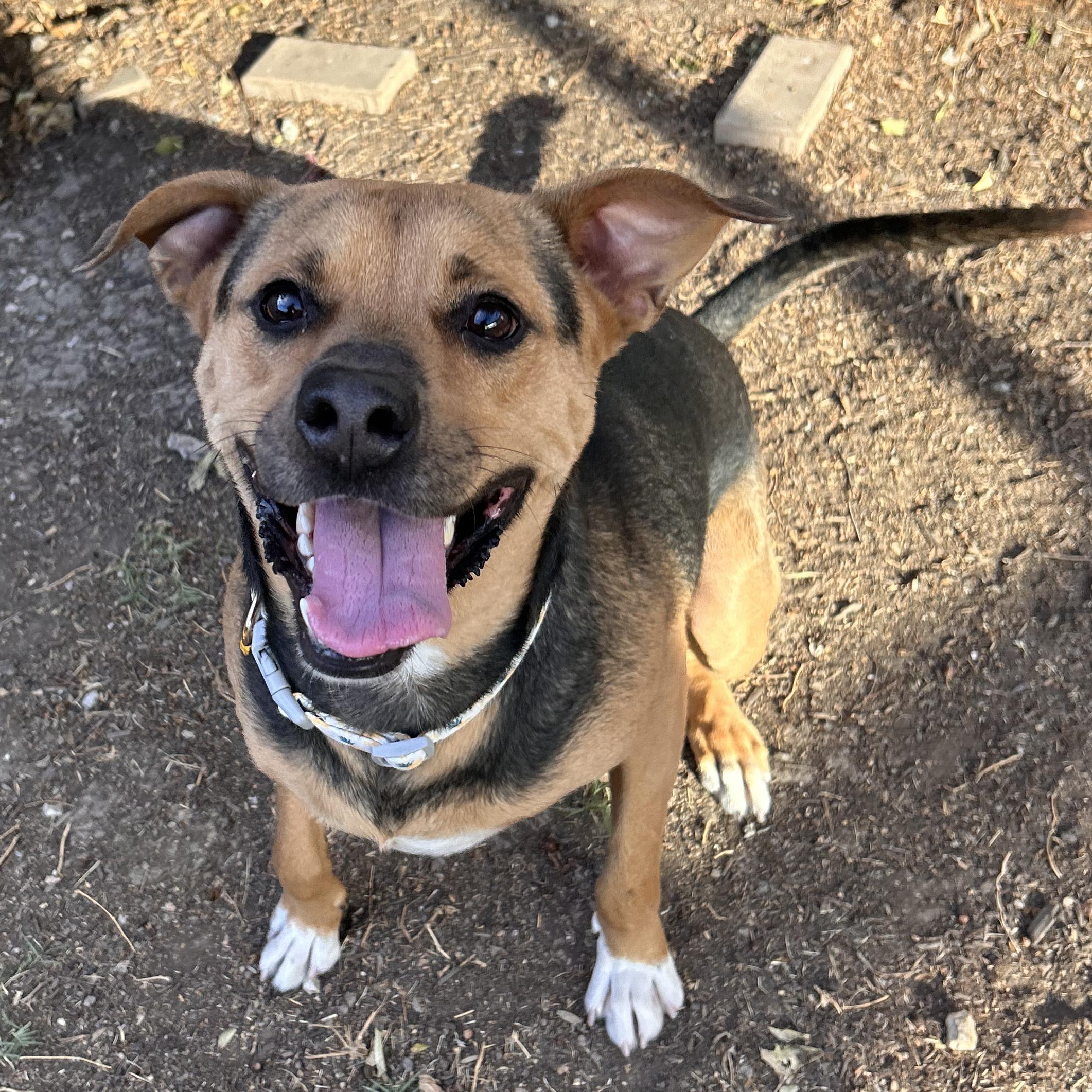 Enlarge Brownie, a Adoptable mixed breed in The Colony, TX image 4/6