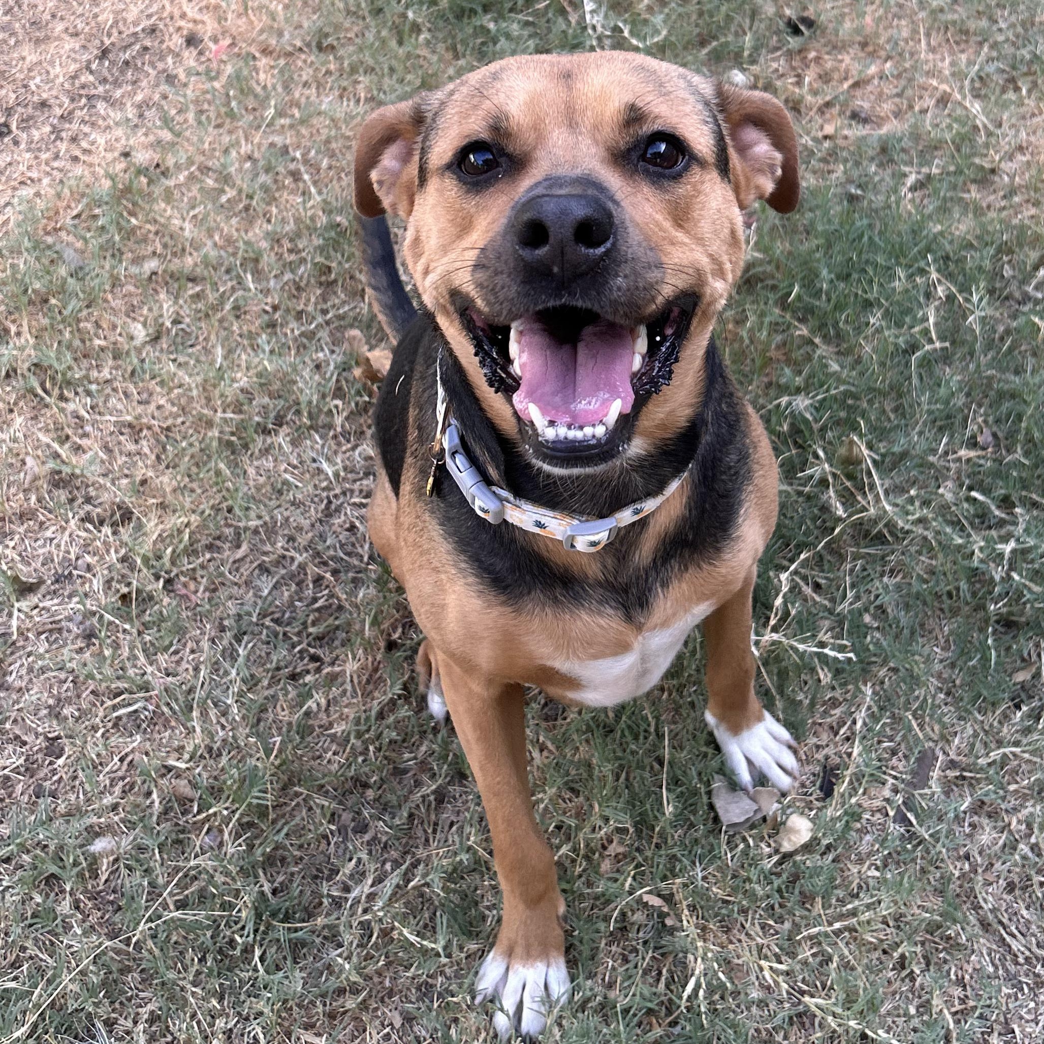 Enlarge Brownie, a Adoptable mixed breed in The Colony, TX image 6/6
