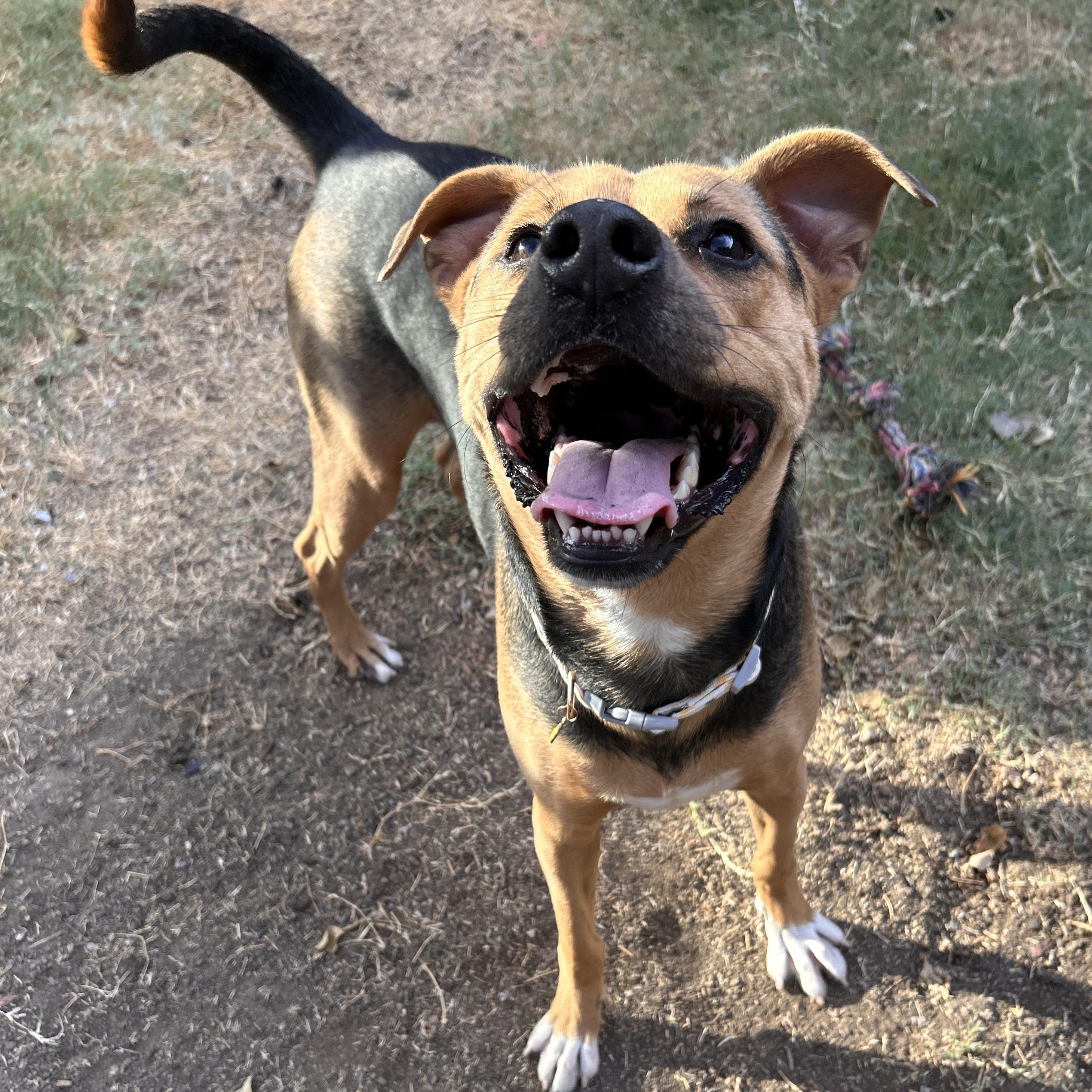 Enlarge Brownie, a Adoptable mixed breed in The Colony, TX image 3/6