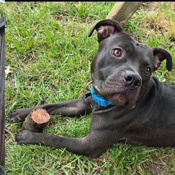 Enlarge Duke Laroo, a Adoptable American Staffordshire Terrier in Wichita, KS image 1/6