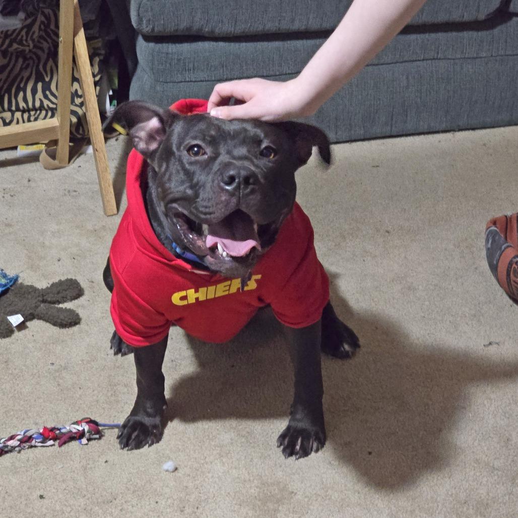 Enlarge Duke Laroo, a Adoptable American Staffordshire Terrier in Wichita, KS image 2/6