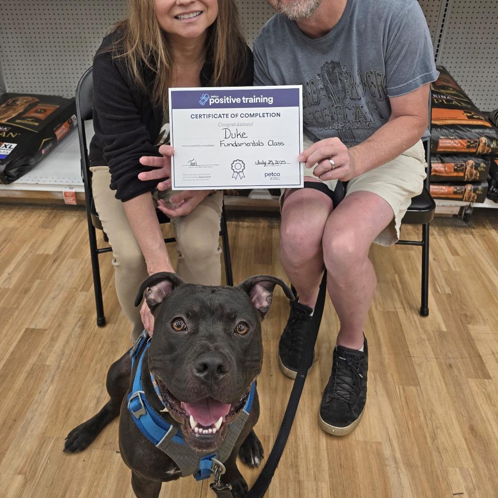 Enlarge Duke Laroo, a Adoptable American Staffordshire Terrier in Wichita, KS image 3/6