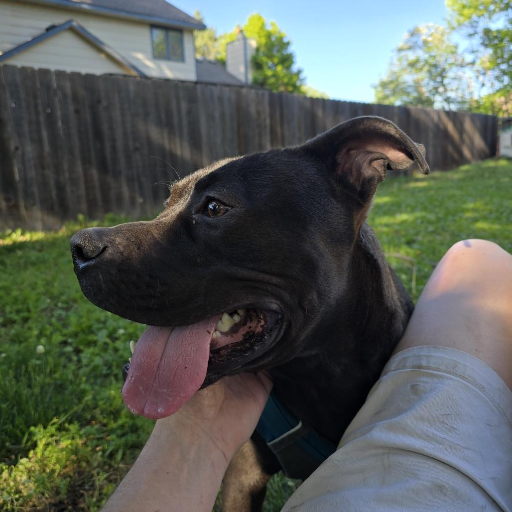 Enlarge Duke Laroo, a Adoptable American Staffordshire Terrier in Wichita, KS image 4/6