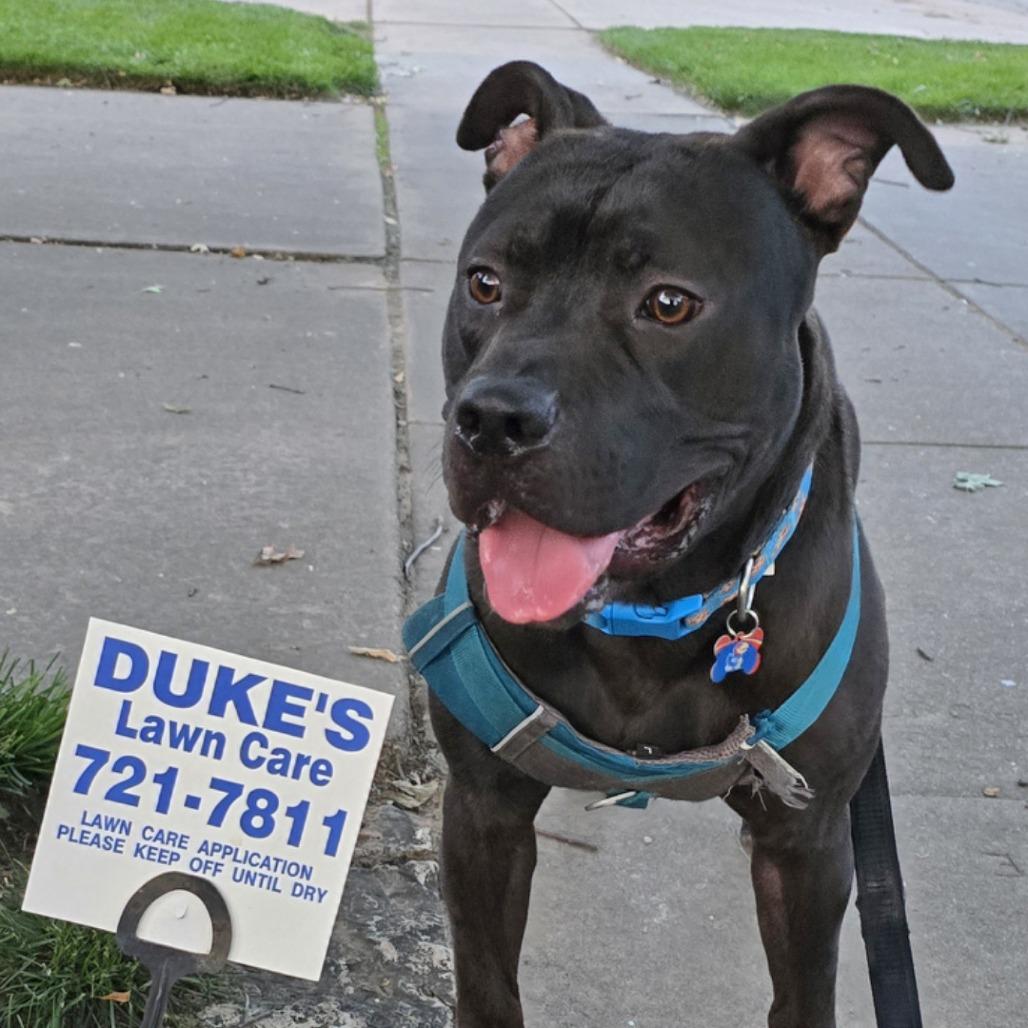 Enlarge Duke Laroo, a Adoptable American Staffordshire Terrier in Wichita, KS image 6/6
