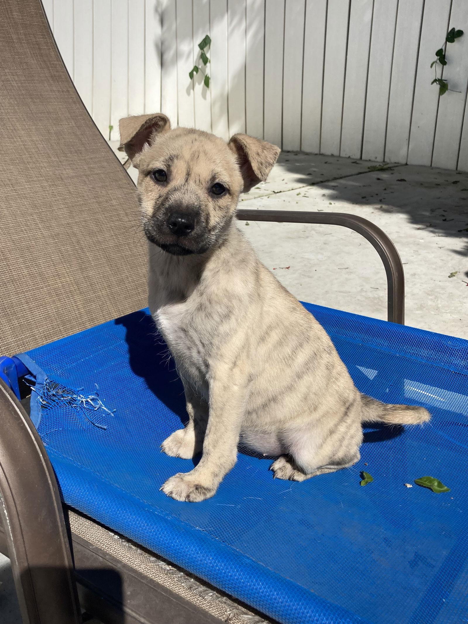 Enlarge Happy, a Adoptable mixed breed in San Diego, CA image 1/3
