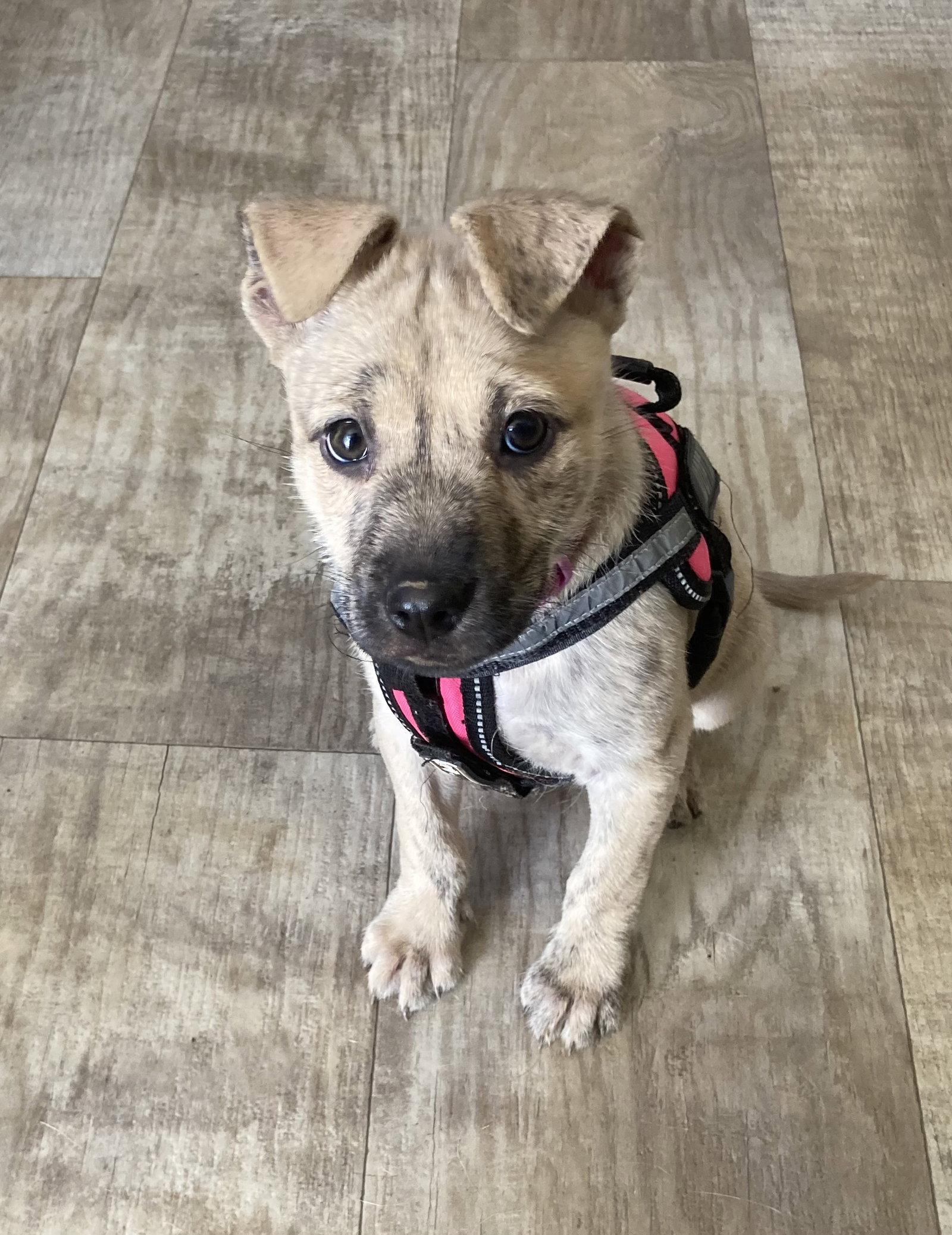 Enlarge Happy, a Adoptable mixed breed in San Diego, CA image 3/3