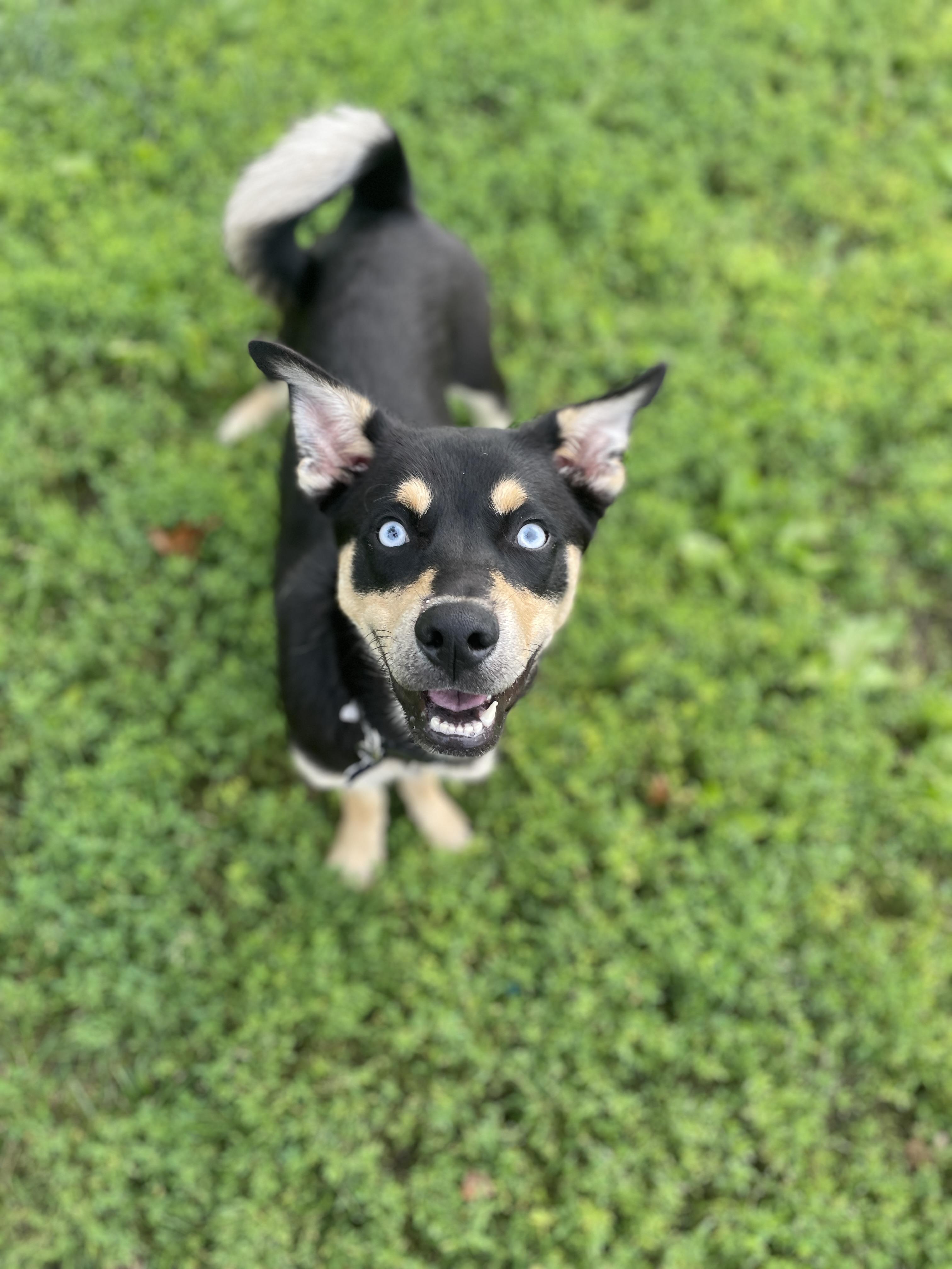 Enlarge Frankie, a Adoptable Mixed Breed in Des Moines, IA image 1/3