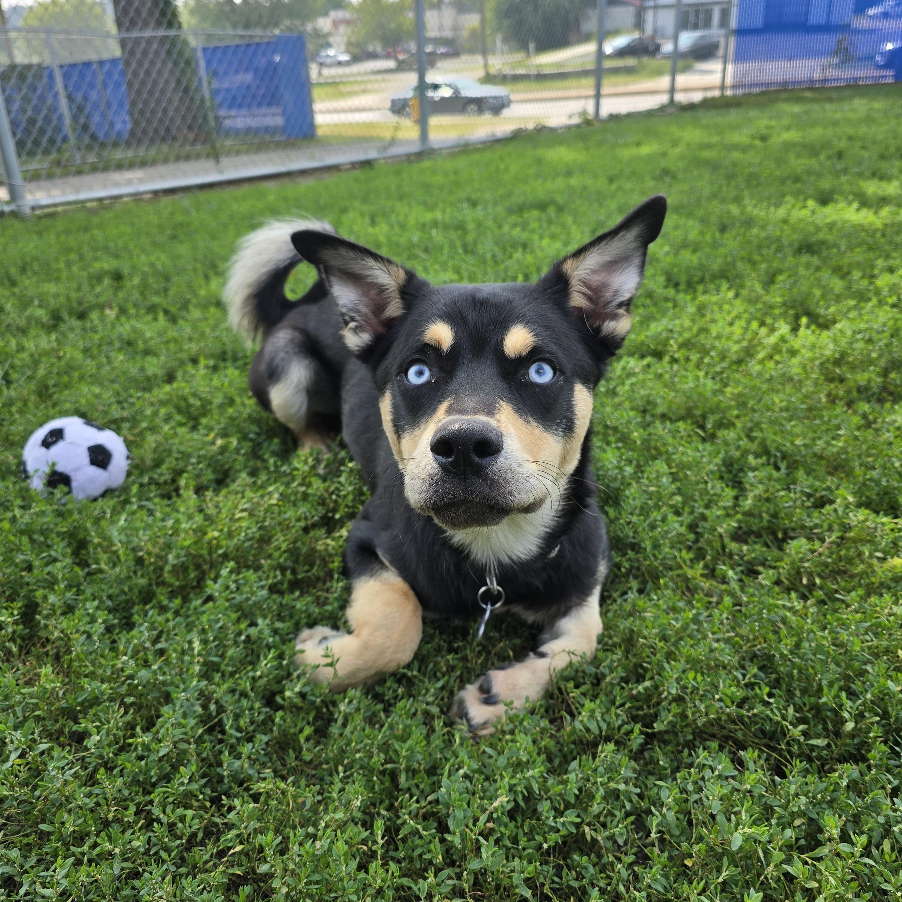 Frankie, Adoptable, Young Male Mixed Breed.