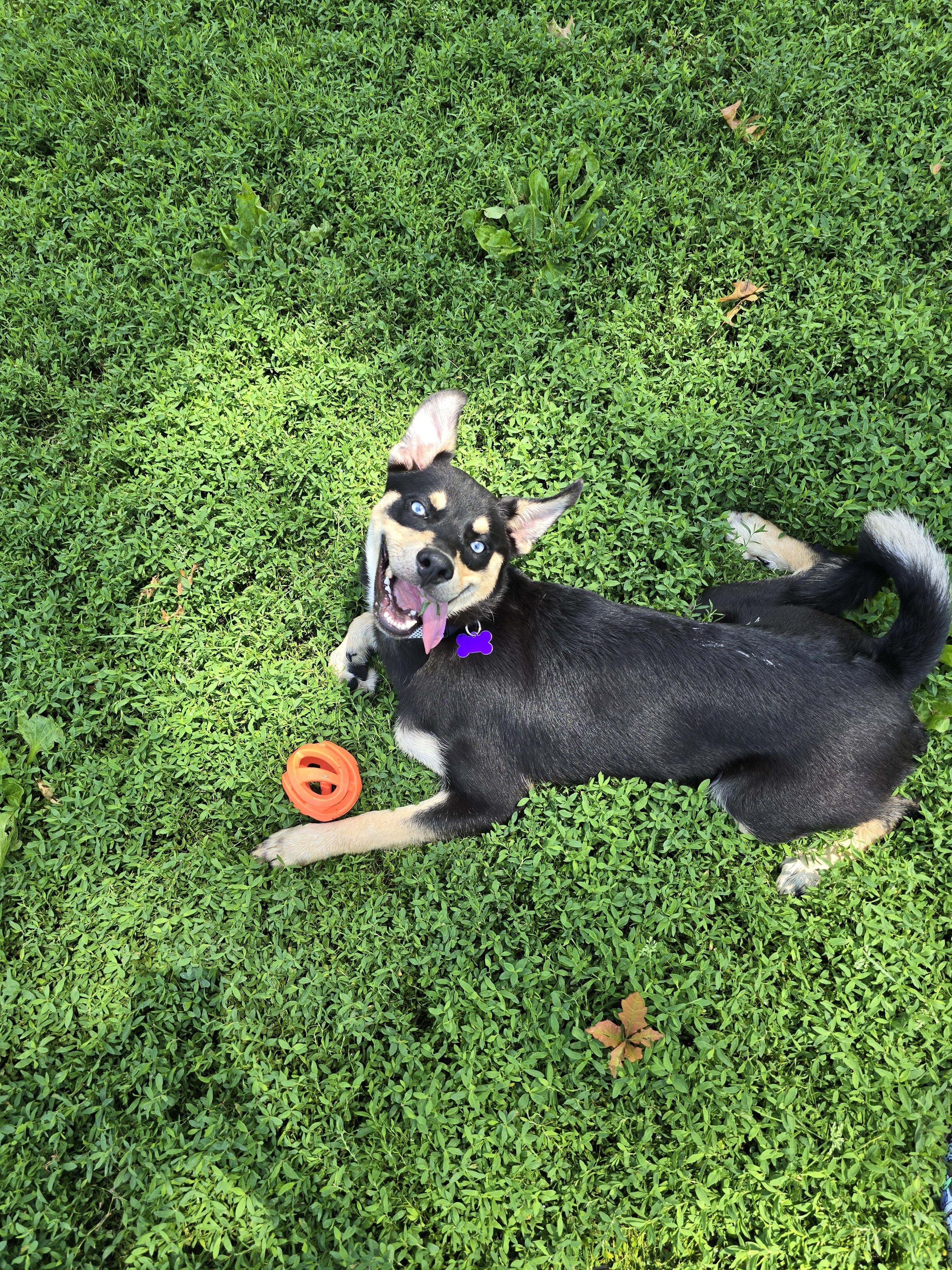 Enlarge Frankie, a Adoptable Mixed Breed in Des Moines, IA image 2/3