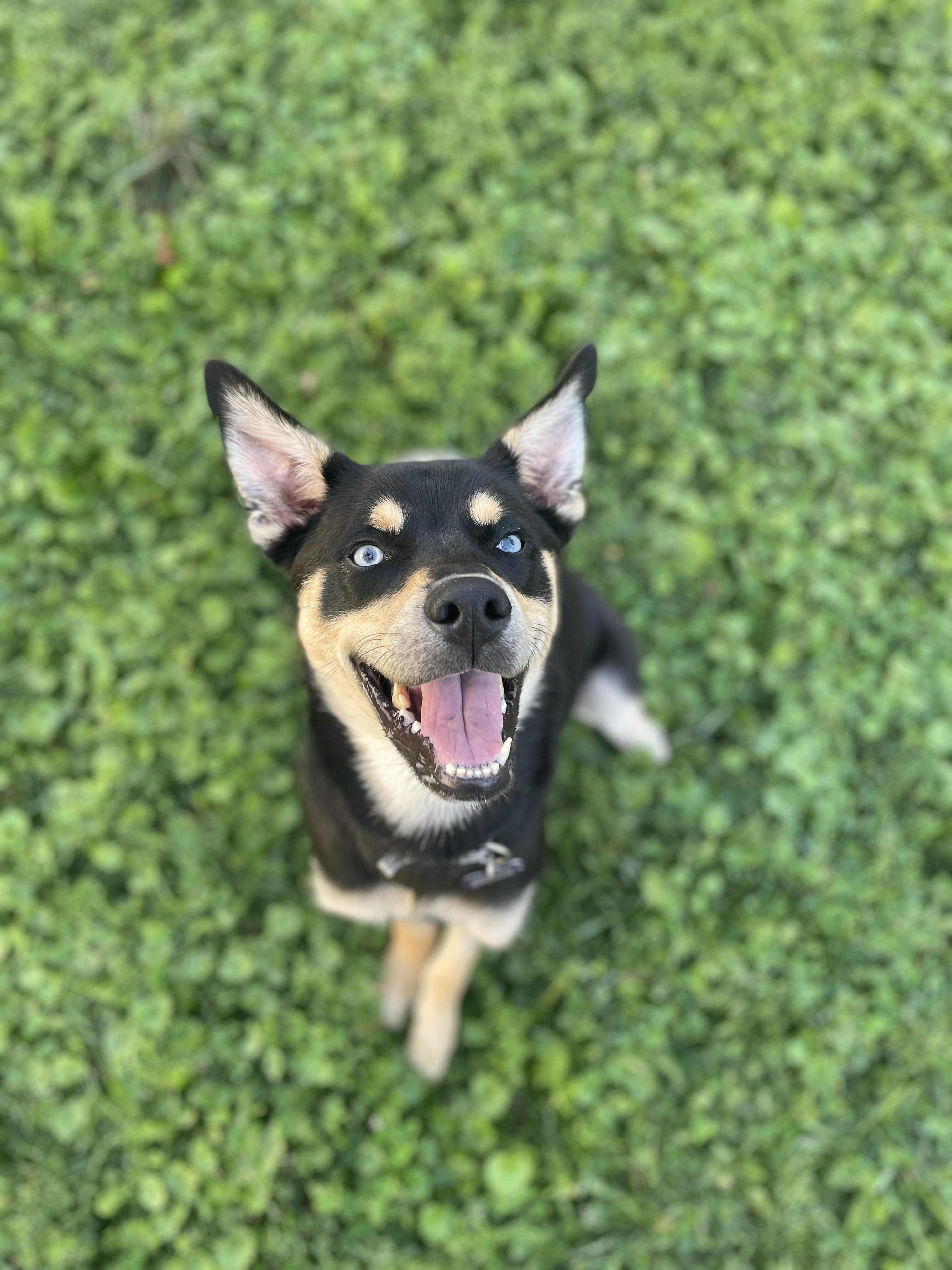 Enlarge Frankie, a Adoptable Mixed Breed in Des Moines, IA image 3/3