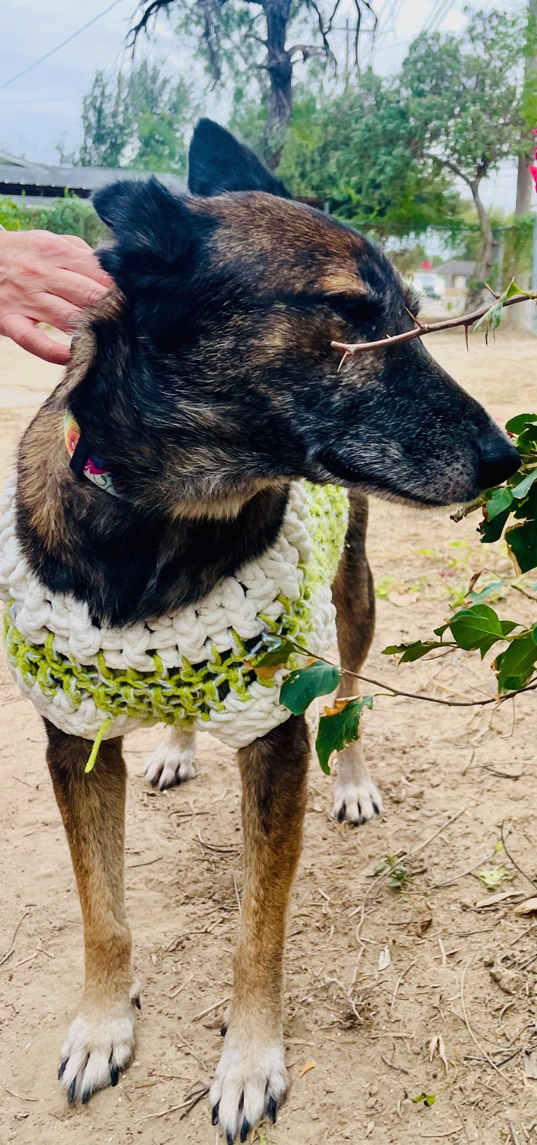 Enlarge Daisy, a ADOPTABLE Belgian Shepherd / Malinois in Harrisburg, PA image 2/4