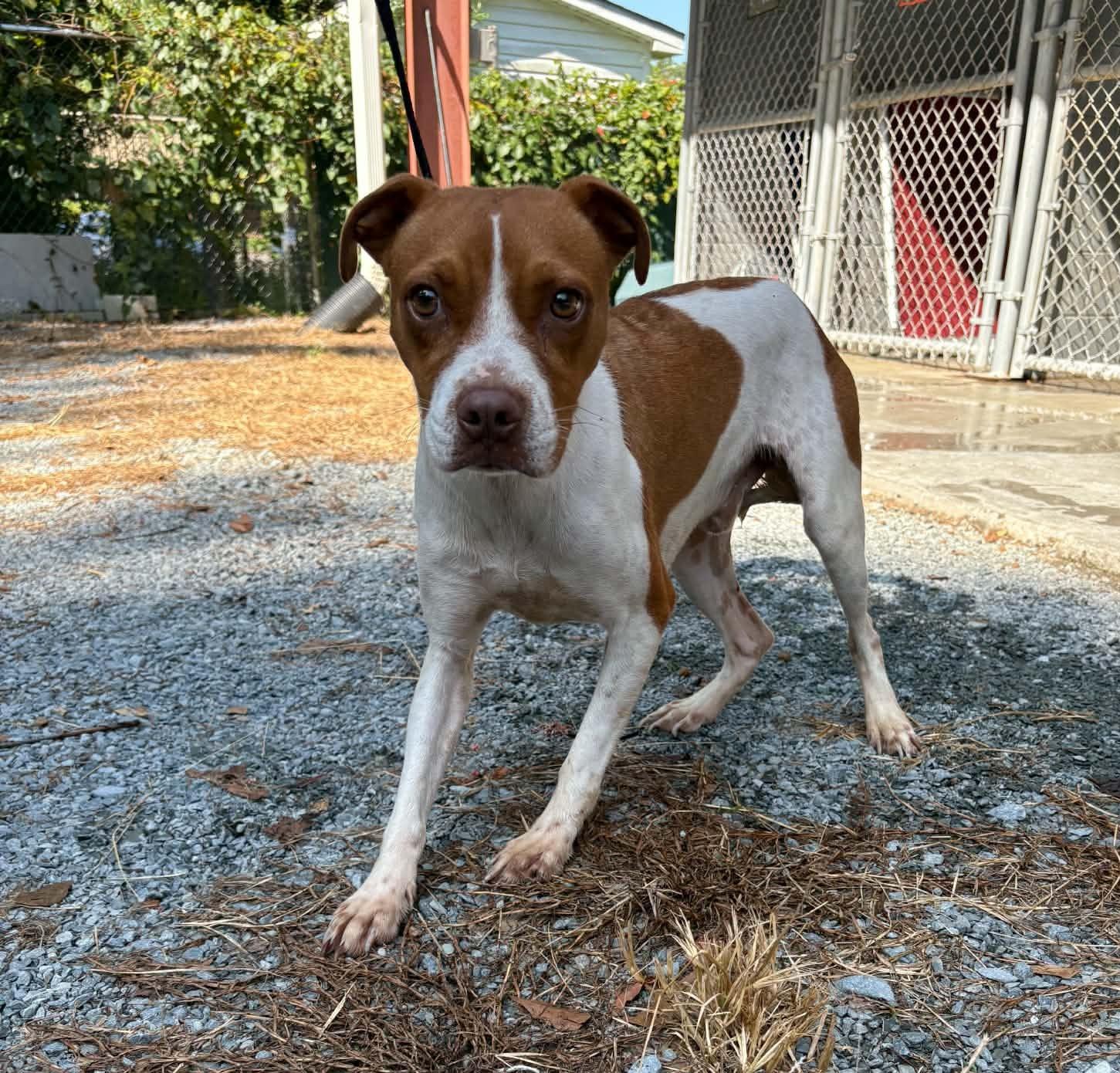 Creig, ADOPTABLE, Adult Male Mixed Breed.