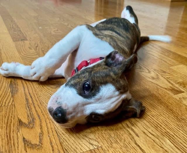 Paco, an adopted mixed breed in Orland Park, IL image 5/5