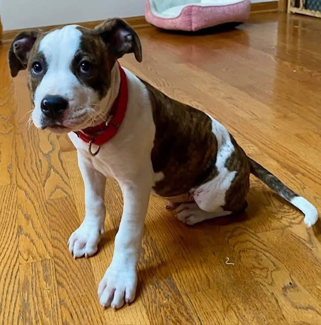 Paco, an adopted mixed breed in Orland Park, IL image 1/5