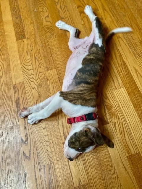 Paco, an adopted mixed breed in Orland Park, IL image 4/5