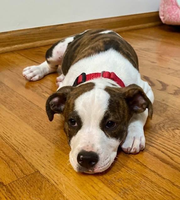 Paco, an adopted mixed breed in Orland Park, IL image 3/5