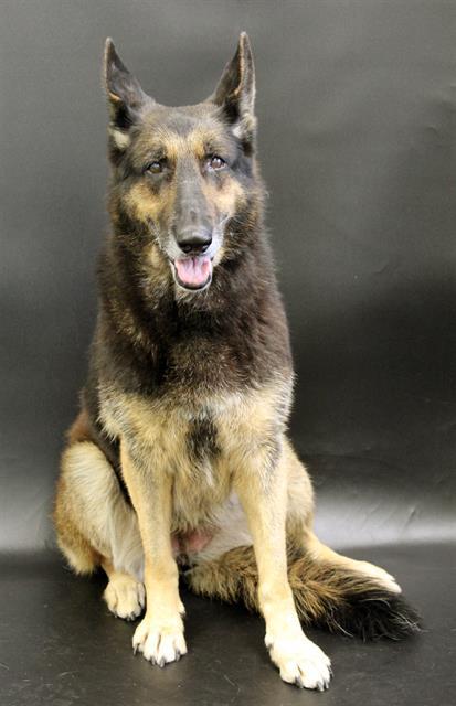 CHER, Adoptable, Adult Female German Shepherd Dog & Mixed Breed.
