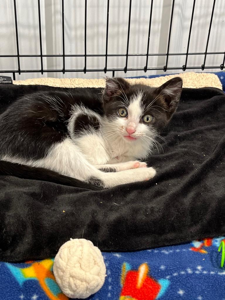 Mikey, Adoptable, Young Male Domestic Short Hair.