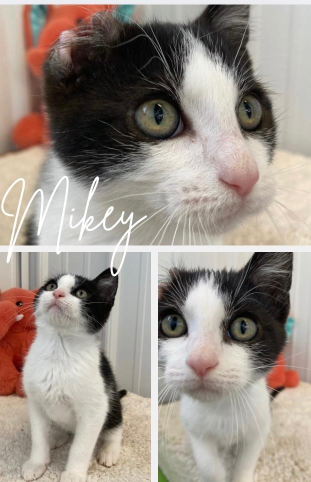 Enlarge Mikey, a Adoptable mixed breed in Pierceton, IN image 2/2
