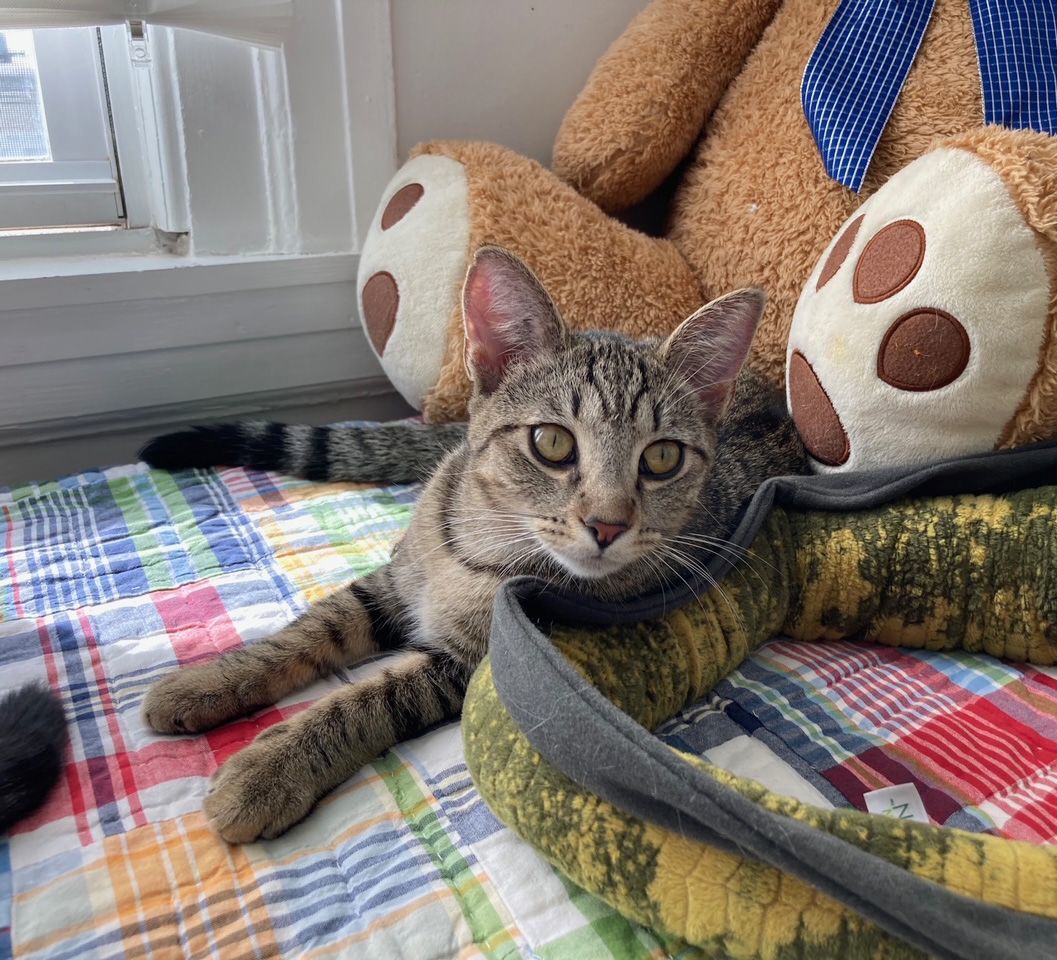 Cosmo Starlight, a Adoptable Domestic Short Hair in Philadelphia, PA image 2/6