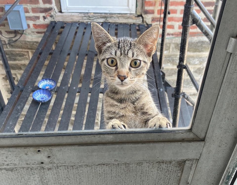 Cosmo Starlight, a Adoptable Domestic Short Hair in Philadelphia, PA image 3/6