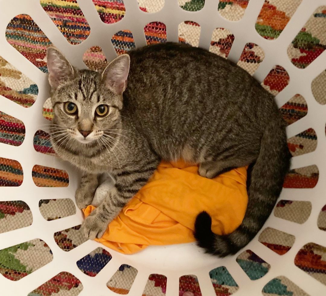 Cosmo Starlight, a Adoptable Domestic Short Hair in Philadelphia, PA image 1/6