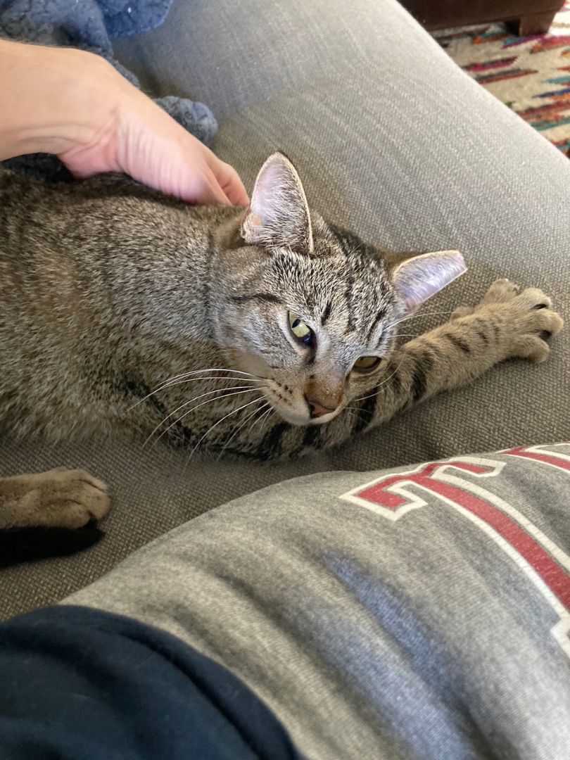 Cosmo Starlight, a Adoptable Domestic Short Hair in Philadelphia, PA image 4/6