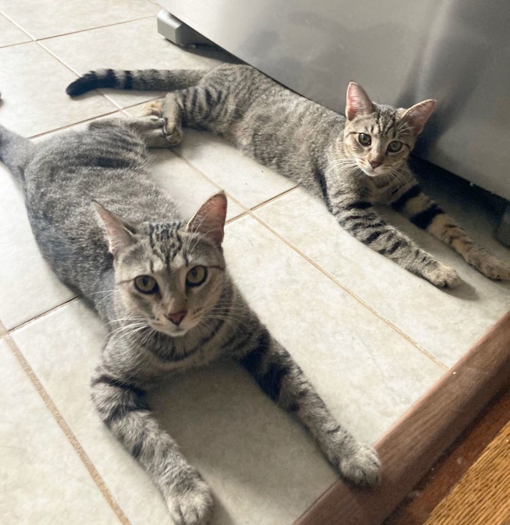 Cosmo Starlight, a Adoptable Domestic Short Hair in Philadelphia, PA image 5/6