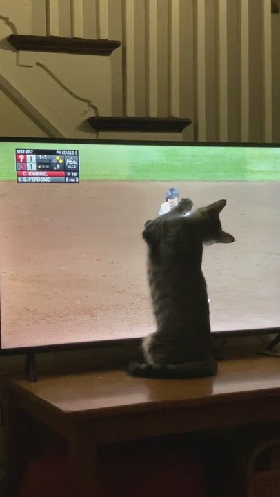 Enlarge Cosmo Starlight, a Adoptable Domestic Short Hair in Philadelphia, PA video 6/6