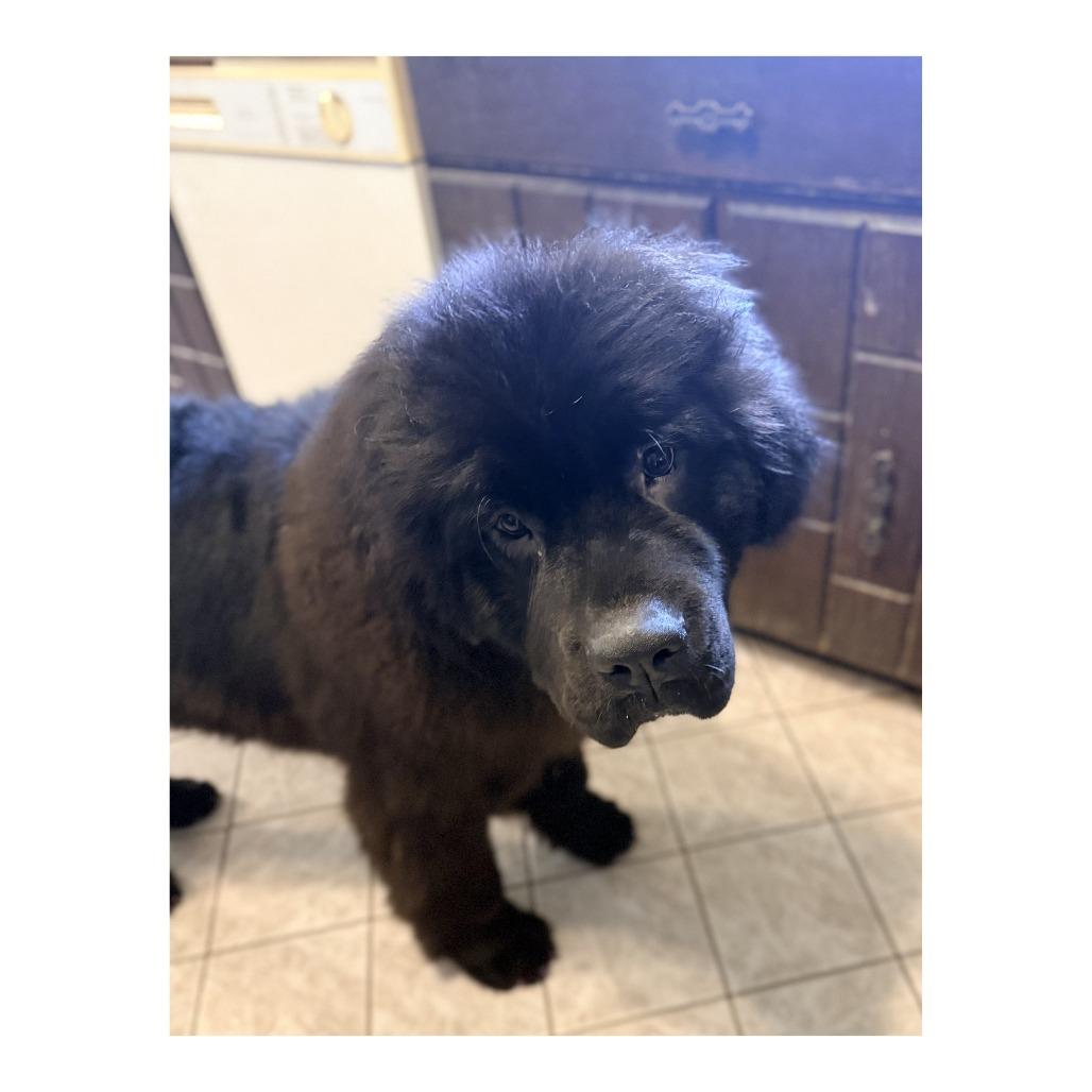 Inkling, Adoptable, Young Female Newfoundland Dog.