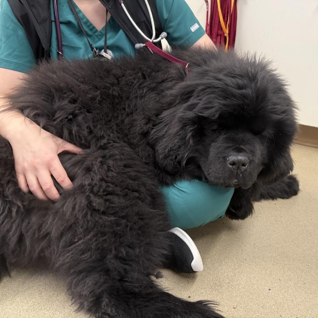 Enlarge Inkling, a Adoptable Newfoundland Dog in Crystal, MN image 2/5