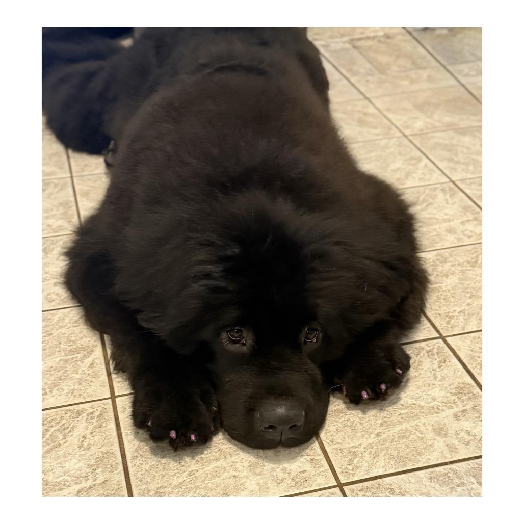 Enlarge Inkling, a Adoptable Newfoundland Dog in Crystal, MN image 3/5