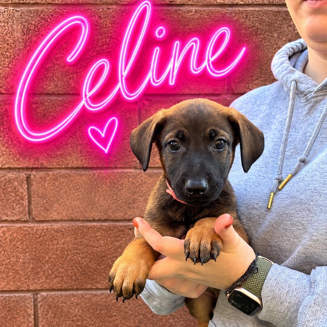 Enlarge Celine, a Adoptable Doberman Pinscher in Henderson, NV image 1/1