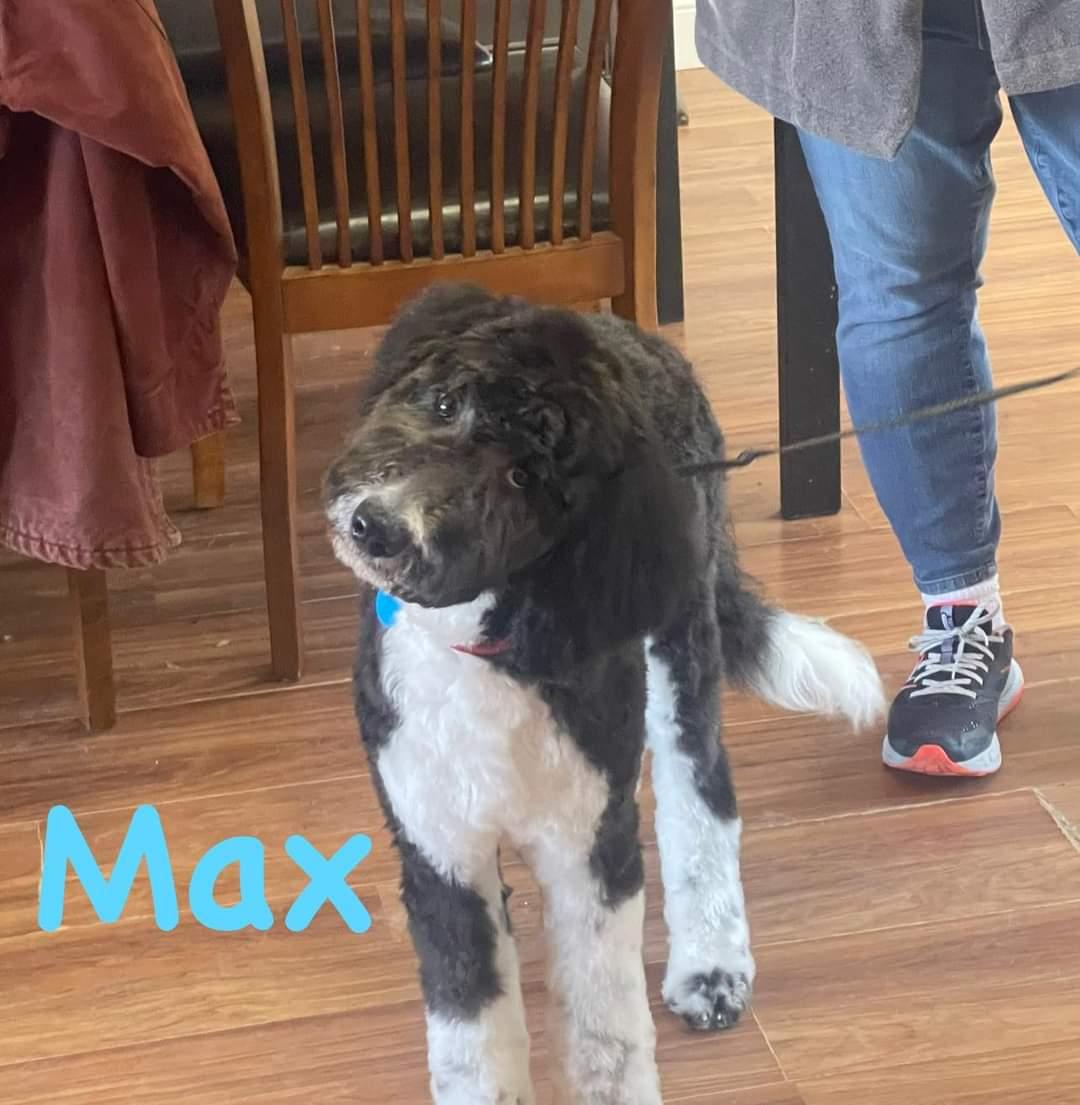 Enlarge Boots/Max, a Adopted Australian Shepherd in Florissant, MO image 3/3